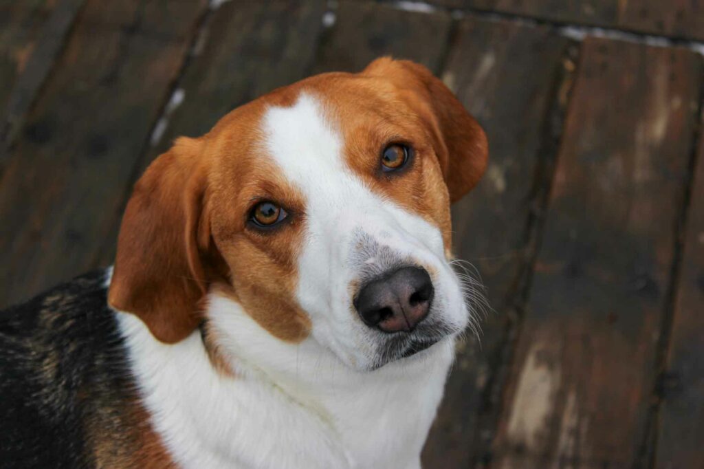 A photo of my dads dog, Tessa for pet photography