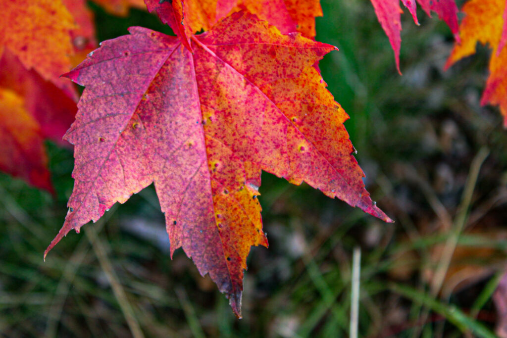 Fall photo in Sudbury Ontario