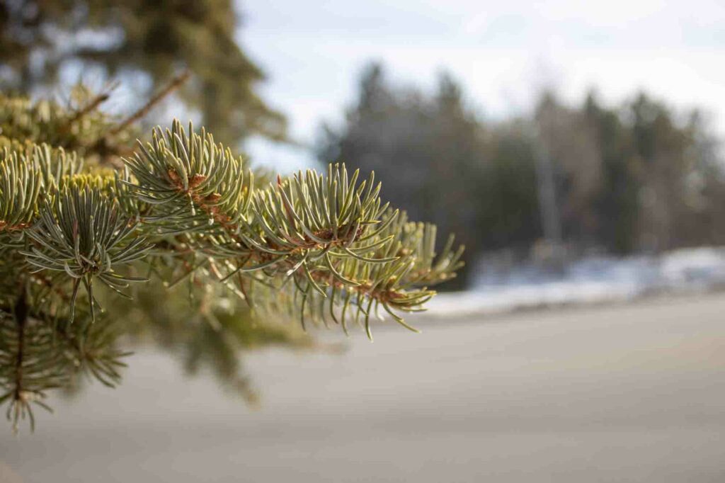 Tree close up at Cambrian College
