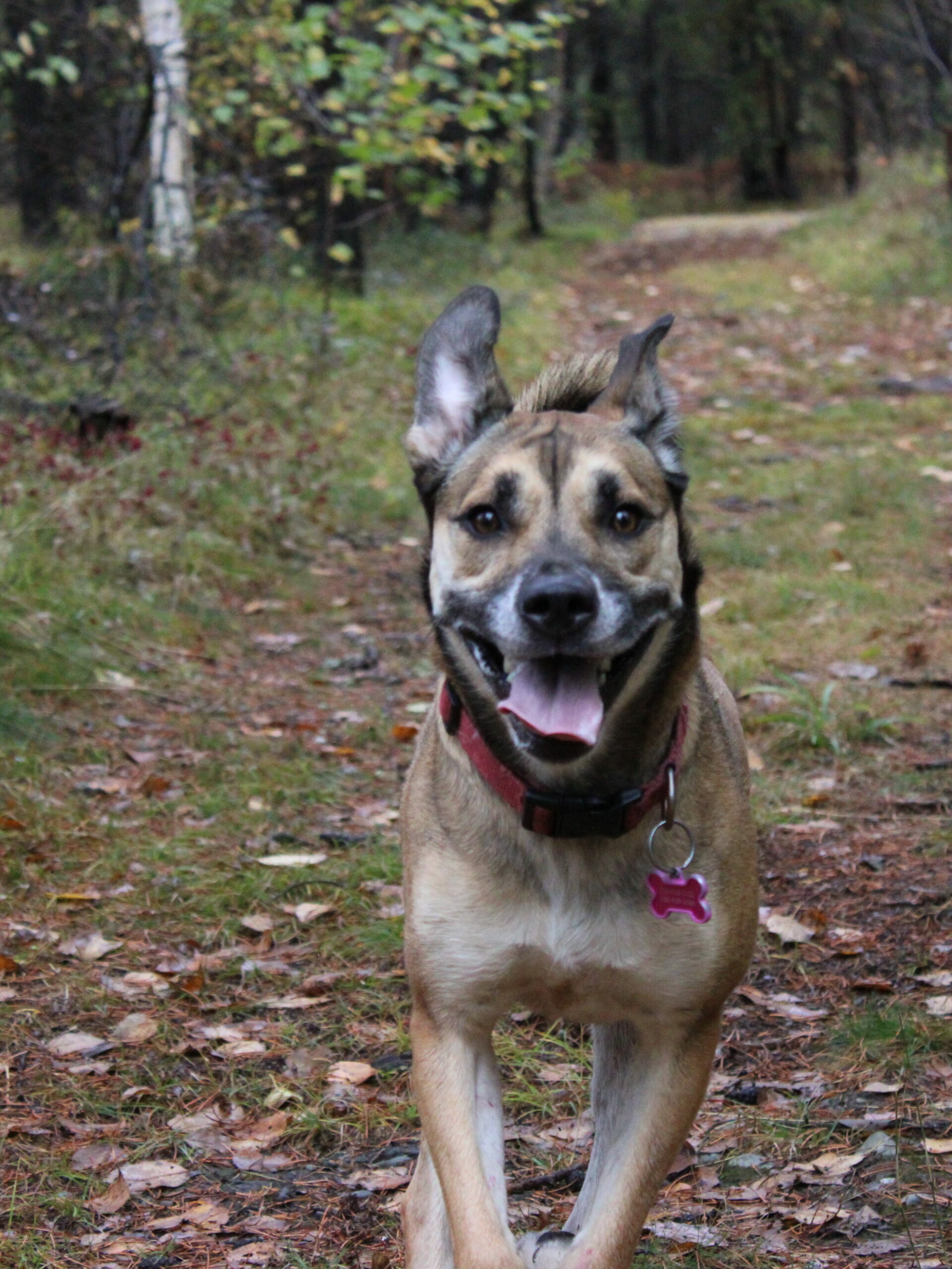 Action shot of my dog, Stella.